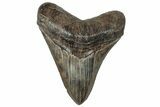 Serrated, Fossil Megalodon Tooth - South Carolina #315442-1